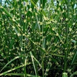 Miscanthus sinensis 'Strictus'