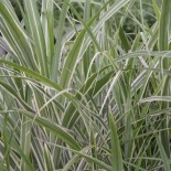 Miscanthus sinensis var. condensatus 'Cosmopolitan'