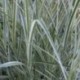 Miscanthus sinensis 'Variegatus'