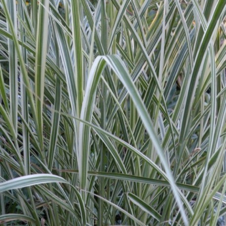 Miscanthus sinensis 'Variegatus'