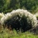 Miscanthus sinensis 'Yaku-Jima'