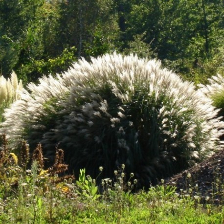 Miscanthus sinensis 'Yaku-Jima'