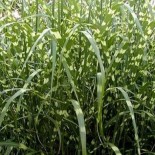 Miscanthus sinensis 'Zebrinus'