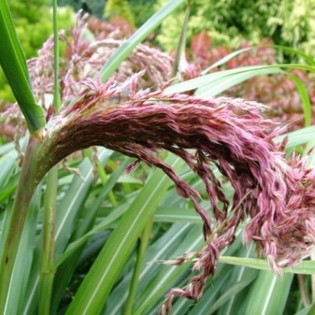 Miscanthus sinensis 'Zwergelephant'