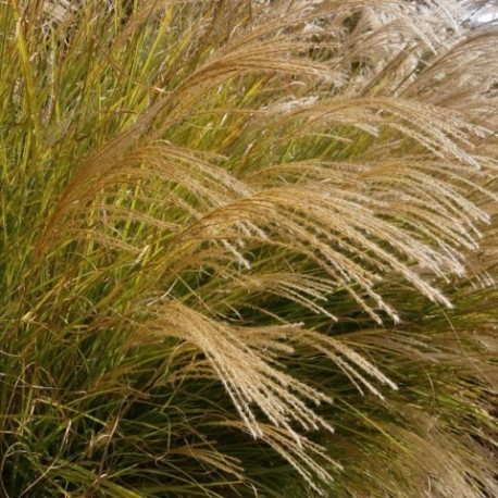 Miscanthus transmorrissonensis