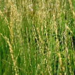 Molinia caerulea 'Dauerstrahl'