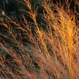 Molinia caerulea 'Heidebraut'