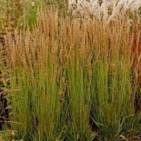 Molinia caerulea 'Moorhexe'