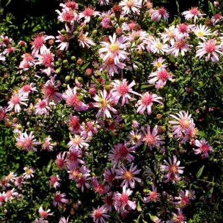 Aster laterifolius 'Coombe Fishacre'