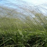 Molinia caerulea ssp arundinacea 'Windspiel'