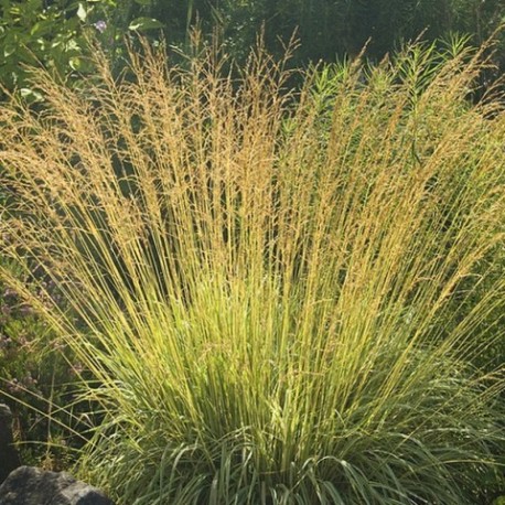 Molinia caerulea 'Variegata'