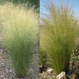 Stipa (Nassella) lessingiana