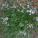 Ophiopogon chingii 'Luchan'