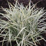 Ophiopogon japonicum 'Silver Mist'