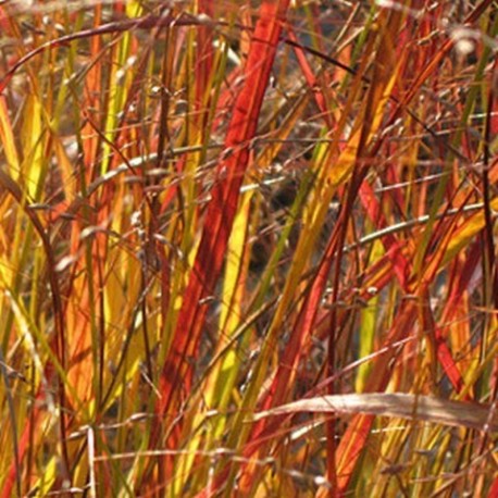 Panicum  virgatum 'Hanse Herms'