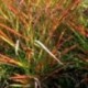 Panicum virgatum 'Kupfer Hirse'