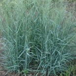 Panicum virgatum 'Prairie Sky'