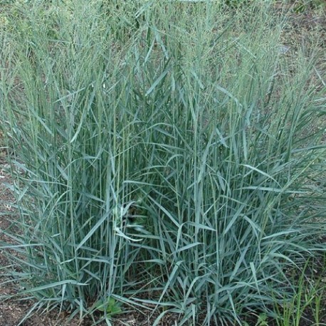 Panicum virgatum 'Prairie Sky'