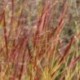 Panicum virgatum 'Red Cloud'