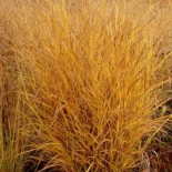 Panicum virgatum 'Rehbraun'