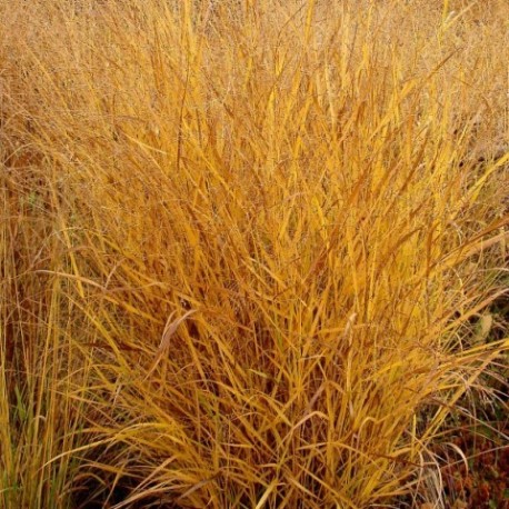 Panicum virgatum 'Rehbraun'