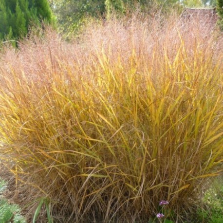 Panicum virgatum 'Squaw'