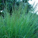 Panicum virgatum 'Strictum'