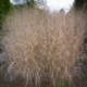 Panicum virgatum 'Warrior'