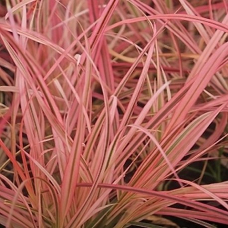 Pennisetum advena 'Fireworks'