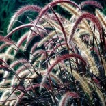 Pennisetum advena 'Rubrum'