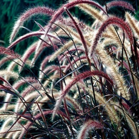 Pennisetum advena 'Rubrum'