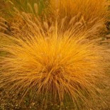 Pennisetum alopecuroïdes 'Caudatum'