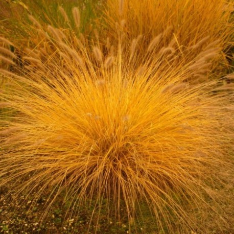 Pennisetum alopecuroïdes 'Caudatum'