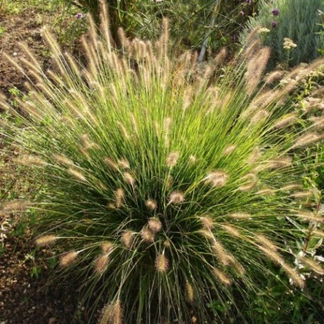 Pennisetum alopecuroïdes 'Gelbstiel'