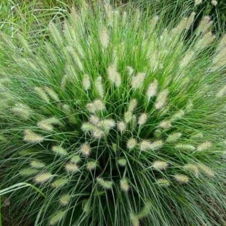 Pennisetum alopecuroïdes 'Hameln'