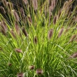 Pennisetum alopecuroïdes 'Japonicum'