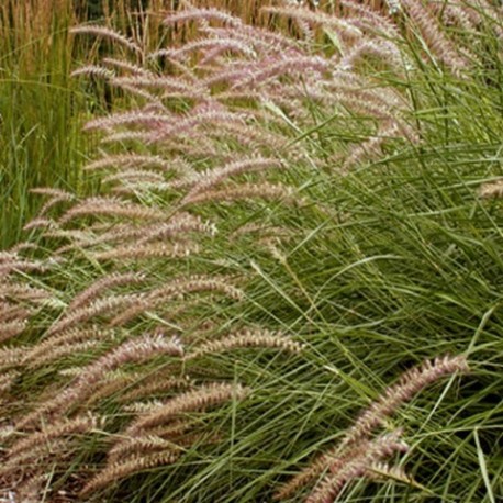 Pennisetum incomptum