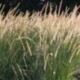 Pennisetum macrourum