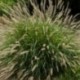 Pennisetum orientale