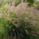 Pennisetum orientale 'Karley Rose'