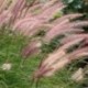 Pennisetum setaceum