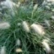 Pennisetum villosum