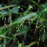 Phaenosperma globosa