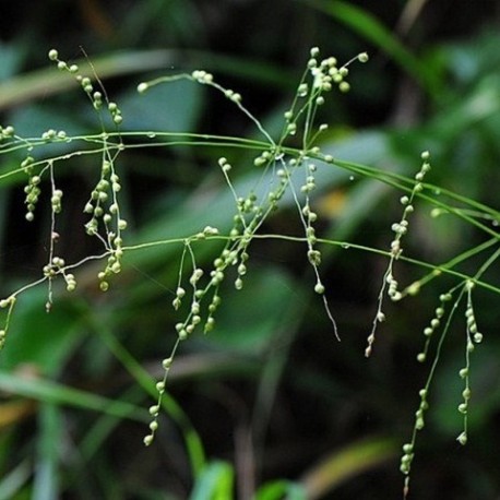 Phaenosperma globosa