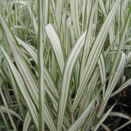 Phalaris arundinacea 'Feesey's Form'