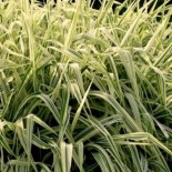 Phalaris arundinacea 'Luteopicta'