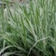 Phalaris arundinacea 'Picta'