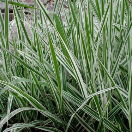 Phalaris arundinacea 'Picta'