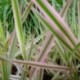 Phalaris arundinacea 'Tricolor'