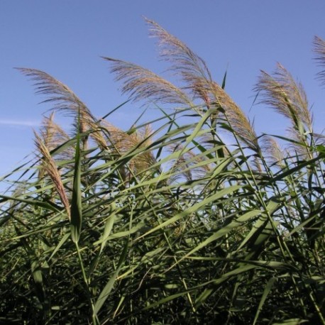 Phragmites australis